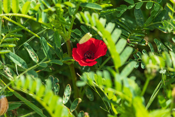 Fresh red poppy flower among green grass close-up