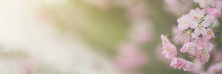 Fototapeta premium Beautiful floral spring abstract background of nature. Branches of blossoming cherry with selective focus. Web Banner For easter and spring greeting cards with copy space