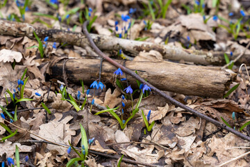 One of the first flowers that begin to bloom in spring is scilla (scylla)
