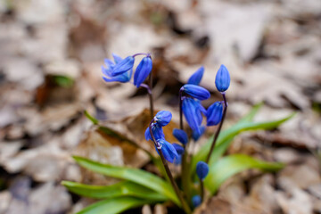 One of the first flowers that begin to bloom in spring is scilla (scylla)