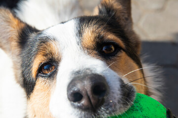 Dog black nose and mustache. The ball in the dog's mouth. A happy puppy is playing outside whit its owner. Close up of adorable doggy on nature background. Selective focus black wet nose. 