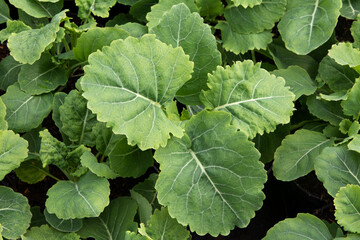 Perennial Kale Daubenton's Green (Brassica oleracea var. acephala)