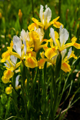 Obraz premium Yellow iris flowers in the field