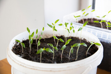 Tomato sprouts. Seedlings of small tomatoes. Growing vegetables from seed. Young green sprouts of vegetables in spring.