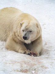 Vertical photo of a polar bear lying in the snow and looking away.