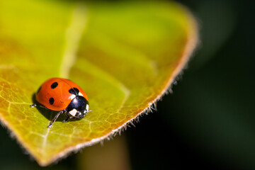 Ladybug walking on green leaf
