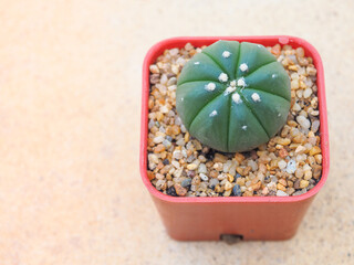 Little green cactus in small pots placed put on blurred cement background.