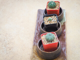 Little green cactus in small pots placed put on blurred cement background.