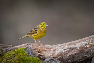 Goldammer - Emberiza citrinella