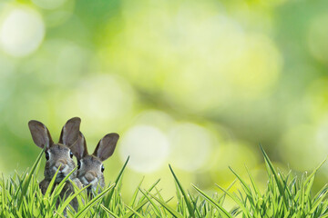 two easter bunny looking shy but inquisitive on green grass