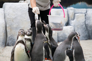 Feeding penguin with fish in the zoo. Closeup of hand wearing gloves give fish to penguins....