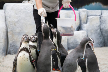 Feeding penguin with fish in the zoo. Closeup of hand wearing gloves give fish to penguins. Selective focus