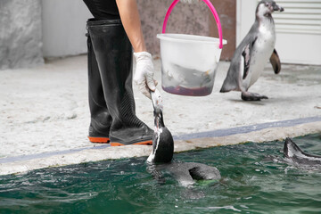 Feeding penguin with fish in the zoo. Closeup of hand wearing gloves give fish to penguin swimming in the pool. Selective focus