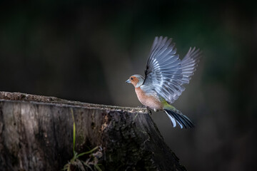 Buchfink - Fringilla coelebs - im Anflug