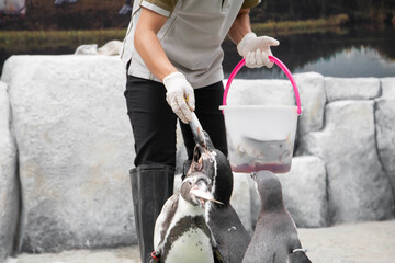 Feeding penguin with fish in the zoo. Closeup of hand wearing gloves give fish to penguins. Selective focus