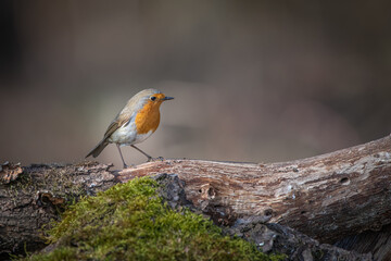 Rotkehlchen - Erithacus rubecula