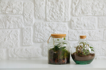 Glass terrarium next to the other . self ecosystem. terrarium bottle. ecological system.  gardening. house plants. copy space	
