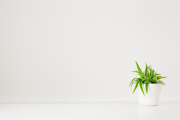 Plant on a white table and space for mock-up.	
