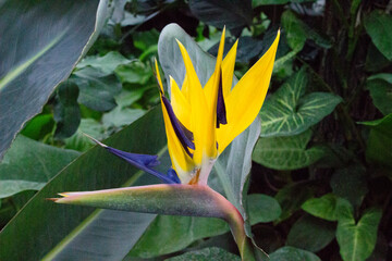 African strelitzia, tropical flower, bird of paradise in the garden.