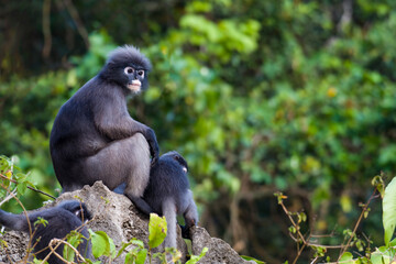 Dusky Langur, Spectacled Langur on the mountain in nature.