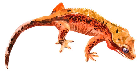 watercolor drawing of Rhacodactylus gecko