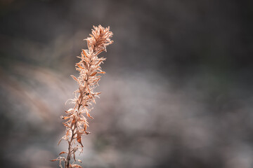 Close-up grass flowers in grass field against blurry background. Beautiful abstract nature plant with copy space.
