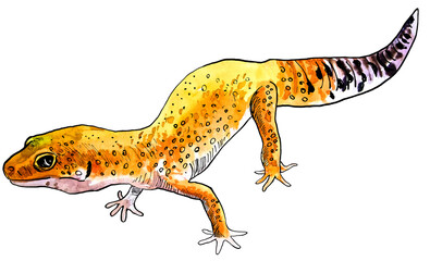 Leopard Gecko drawn in watercolour and ink