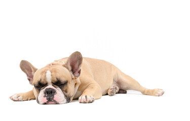 an anorexic french bulldog lying sleep isolated on a white background,