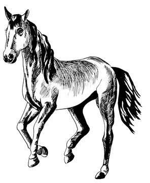 line drawing of a horse