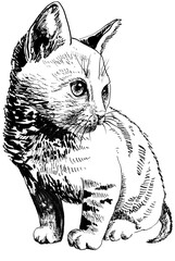 line drawing of a kitten