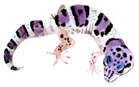 watercolor drawing of Leopard Gecko