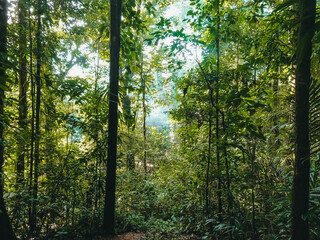 Fototapeta na wymiar Forêt amazonienne