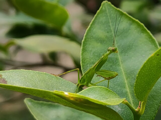 grasshopper on a leaf