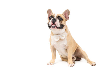 portrait of cute french bulldog wear white bowtie and sitting isolated