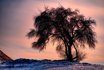 Beautiful lonely tree standing on tip of Cracow. 
