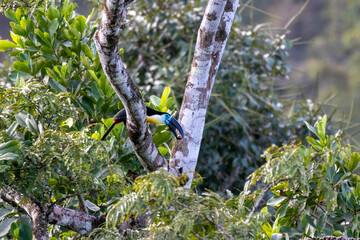 Toucan Ariel en Guyane