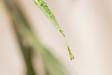 Gorgeous close up view of green leaf with raindrop on tip. Beautiful nature green backgrounds.