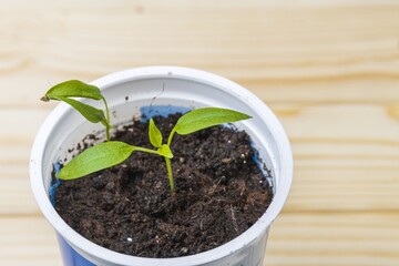 Сlose up view of growing tomatoes plants indoors before season. Healthy eating concept.