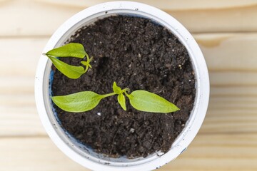 Сlose up view of growing tomatoes plants indoors before season. Healthy eating concept.