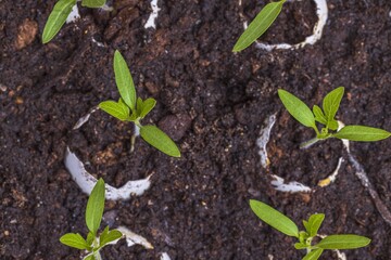 Сlose up view of growing tomatoes and cucumbers plants indoors before season in egg shell with ultraviolet light.  Healthy eating concept.