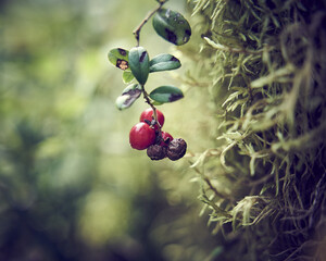Several lingonberry berries growing on a branch. Red berries on a stump among moss on a green background