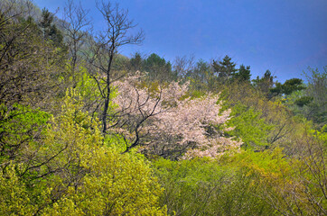 春の日差しに輝く満開の桜の花