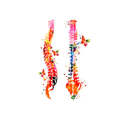 Colorful human spine anatomy, spinal cords, anatomical poster with vertebral column spine structure. Healthcare, medical checkup and diagnostic vector illustration. Anterior and lateral spine view