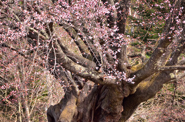 春の日差しに輝く満開の桜の花