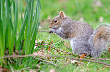 Brown and grey squirrel eating by a daffodil bunch of leaves