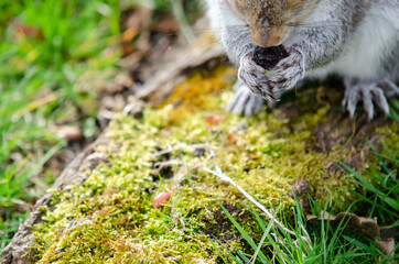 Squirrel's limbs in close-up eating a raisin on a moss covered tree branch