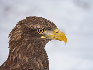 White-tailed eagle over blurred background - Haliaeetus albicilla. Close-up portrait.