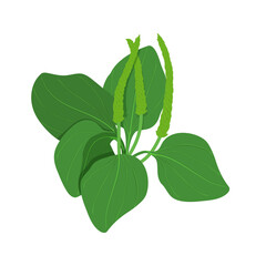 Detailed botanical drawing of plantain on a white isolated background. Flowering herbaceous plant hand drawn in retro style. Medicinal herb used for herbal medicine. Vector illustration.