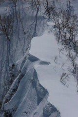 snow covered trees