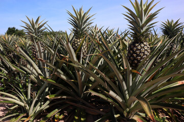 Obraz premium Several green pineapples In the pineapple fields